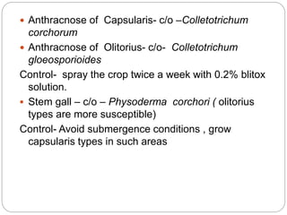  Anthracnose of Capsularis- c/o –Colletotrichum
corchorum
 Anthracnose of Olitorius- c/o- Colletotrichum
gloeosporioides
Control- spray the crop twice a week with 0.2% blitox
solution.
 Stem gall – c/o – Physoderma corchori ( olitorius
types are more susceptible)
Control- Avoid submergence conditions , grow
capsularis types in such areas
 