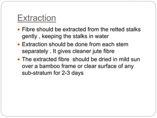 Extraction
 Fibre should be extracted from the retted stalks
gently , keeping the stalks in water
 Extraction should be done from each stem
separately . It gives cleaner jute fibre
 The extracted fibre should be dried in mild sun
over a bamboo frame or clear surface of any
sub-stratum for 2-3 days
 