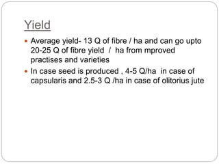 Yield
 Average yield- 13 Q of fibre / ha and can go upto
20-25 Q of fibre yield / ha from mproved
practises and varieties
 In case seed is produced , 4-5 Q/ha in case of
capsularis and 2.5-3 Q /ha in case of olitorius jute
 