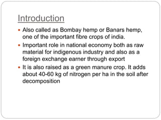 Introduction
 Also called as Bombay hemp or Banars hemp,
one of the important fibre crops of india.
 Important role in national economy both as raw
material for indigenous industry and also as a
foreign exchange earner through export
 It is also raised as a green manure crop. It adds
about 40-60 kg of nitrogen per ha in the soil after
decomposition
 