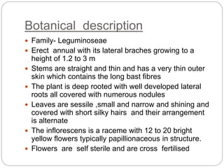 Botanical description
 Family- Leguminoseae
 Erect annual with its lateral braches growing to a
height of 1.2 to 3 m
 Stems are straight and thin and has a very thin outer
skin which contains the long bast fibres
 The plant is deep rooted with well developed lateral
roots all covered with numerous nodules
 Leaves are sessile ,small and narrow and shining and
covered with short silky hairs and their arrangement
is alternate
 The inflorescens is a raceme with 12 to 20 bright
yellow flowers typically papillionaceous in structure.
 Flowers are self sterile and are cross fertilised
 