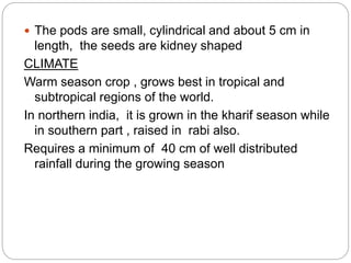  The pods are small, cylindrical and about 5 cm in
length, the seeds are kidney shaped
CLIMATE
Warm season crop , grows best in tropical and
subtropical regions of the world.
In northern india, it is grown in the kharif season while
in southern part , raised in rabi also.
Requires a minimum of 40 cm of well distributed
rainfall during the growing season
 