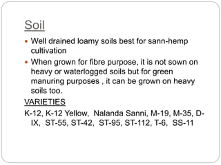 Soil
 Well drained loamy soils best for sann-hemp
cultivation
 When grown for fibre purpose, it is not sown on
heavy or waterlogged soils but for green
manuring purposes , it can be grown on heavy
soils too.
VARIETIES
K-12, K-12 Yellow, Nalanda Sanni, M-19, M-35, D-
IX, ST-55, ST-42, ST-95, ST-112, T-6, SS-11
 
