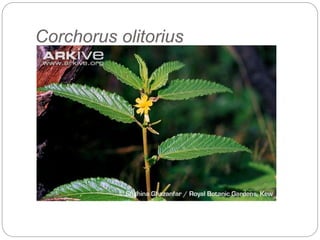Corchorus olitorius
 