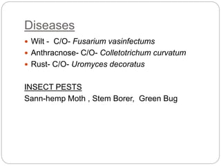 Diseases
 Wilt - C/O- Fusarium vasinfectums
 Anthracnose- C/O- Colletotrichum curvatum
 Rust- C/O- Uromyces decoratus
INSECT PESTS
Sann-hemp Moth , Stem Borer, Green Bug
 