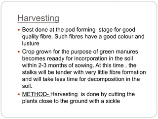 Harvesting
 Best done at the pod forming stage for good
quality fibre. Such fibres have a good colour and
lusture
 Crop grown for the purpose of green manures
becomes reaady for incorporation in the soil
within 2-3 months of sowing. At this time , the
stalks will be tender with very little fibre formation
and will take less time for decomposition in the
soil.
 METHOD- Harvesting is done by cutting the
plants close to the ground with a sickle
 