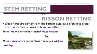  Since fibres are contained in the bark or outer skin of stem so either
stems or outerskin called ribbons are retted .
If the stem is retted it is called stem retting.
But
If the ribbons are retted then it is called ribbon
retting .
VS
 