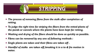 STRIPPING
 The process of removing fibres from the stalk after completion of
retting.
 To judge the right time for striping the fibers from the retted plants of
the ponds or cannels where the plants have been kept for retting.
 Washing and drying of the fibers should be done as quickly as possible.
 Fibres can be removed by any one of following methods :
 Single plants are taken and their fibres are taken off .
 Handful of stalks are taken off, breaking it in a to & fro motion in
water.
 