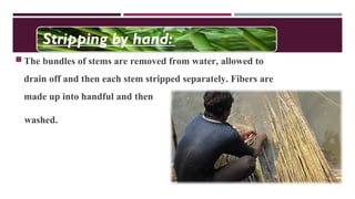 The bundles of stems are removed from water, allowed to
drain off and then each stem stripped separately. Fibers are
made up into handful and then
washed.
Stripping by hand:
 