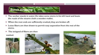  The worker stands in water. He takes some stems in his left hand and beats
the roads of the steams cloth a wooden mallet.
 When the root ends are sufficiently crushed, they are broken off.
 Loose fibers are then drawn to permit easy separation from the rest of the
stems.
 The stripped of fibers are then
washed.
Bunch stripping:
 
