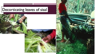 Decorticating leaves of sisal
 