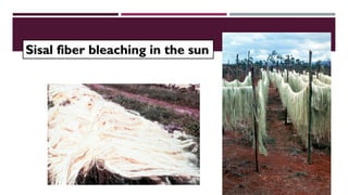 Sisal fiber bleaching in the sun
 
