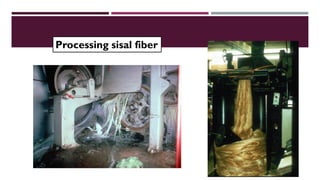 PROCESSING SISAL
FIBER
Processing sisal fiber
 