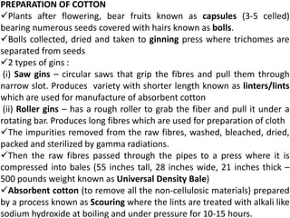PREPARATION OF COTTON
Plants after flowering, bear fruits known as capsules (3-5 celled)
bearing numerous seeds covered with hairs known as bolls.
Bolls collected, dried and taken to ginning press where trichomes are
separated from seeds
2 types of gins :
(i) Saw gins – circular saws that grip the fibres and pull them through
narrow slot. Produces variety with shorter length known as linters/lints
which are used for manufacture of absorbent cotton
(ii) Roller gins – has a rough roller to grab the fiber and pull it under a
rotating bar. Produces long fibres which are used for preparation of cloth
The impurities removed from the raw fibres, washed, bleached, dried,
packed and sterilized by gamma radiations.
Then the raw fibres passed through the pipes to a press where it is
compressed into bales (55 inches tall, 28 inches wide, 21 inches thick –
500 pounds weight known as Universal Density Bale)
Absorbent cotton (to remove all the non-cellulosic materials) prepared
by a process known as Scouring where the lints are treated with alkali like
sodium hydroxide at boiling and under pressure for 10-15 hours.
 