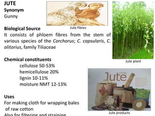 JUTE
Synonym
Gunny
Biological Source
It consists of phloem fibres from the stem of
various species of the Corchorus; C. capsularis, C.
olitorius, family Tiliaceae
Chemical constituents
cellulose 50-53%
hemicellulose 20%
lignin 10-11%
moisture NMT 12-13%
Uses
For making cloth for wrapping bales
of raw cotton
Jute fibres
Jute plant
Jute products
 