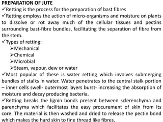 PREPARATION OF JUTE
Retting is the process for the preparation of bast fibres
Retting employs the action of micro-organisms and moisture on plants
to dissolve or rot away much of the cellular tissues and pectins
surrounding bast-fibre bundles, facilitating the separation of fibre from
the stem.
Types of retting:
Mechanical
Chemical
Microbial
Steam, vapour, dew or water
Most popular of these is water retting which involves submerging
bundles of stalks in water. Water penetrates to the central stalk portion
– inner cells swell- outermost layers burst- increasing the absorption of
moisture and decay producing bacteria.
Retting breaks the lignin bonds present between sclerenchyma and
parenchyma which facilitates the easy procurement of skin from its
core. The material is then washed and dried to release the pectin bond
which makes the hard skin to fine thread like fibres.
 