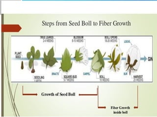 cotton as a fiber in pharmacy - king of fibres | PPT