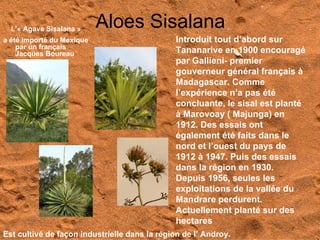 L’« Agave Sisalana »     Aloes Sisalana
a été importé du Mexique                       Introduit tout d’abord sur
    par un français
    Jacques Boureau                            Tananarive en 1900 encouragé
                                               par Gallieni- premier
                                               gouverneur général français à
                                               Madagascar. Comme
                                               l’expérience n’a pas été
                                               concluante, le sisal est planté
                                               à Marovoay ( Majunga) en
                                               1912. Des essais ont
                                               également été faits dans le
                                               nord et l’ouest du pays de
                                               1912 à 1947. Puis des essais
                                               dans la région en 1930.
                                               Depuis 1956, seules les
                                               exploitations de la vallée du
                                               Mandrare perdurent.
                                               Actuellement planté sur des
                                               hectares
Est cultivé de façon industrielle dans la région de l’ Androy.
 