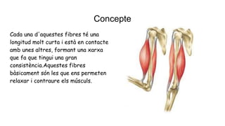 Concepte
Cada una d'aquestes fibres té una
longitud molt curta i està en contacte
amb unes altres, formant una xarxa
que fa que tingui una gran
consistència.Aquestes fibres
bàsicament són les que ens permeten
relaxar i contraure els músculs.
 