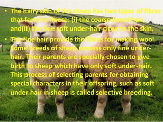 • The hairy skin of the sheep has two types of fibres
that form its fleece: (i) the coarse beard hair,
and(ii) the fine soft under-hair close to the skin.
• The fine hair provide the fibres for making wool.
Some breeds of sheep possess only fine under-
hair. Their parents are specially chosen to give
birth to sheep which have only soft under-hair.
This process of selecting parents for obtaining
special characters in their offspring, such as soft
under hair in sheep is called selective breeding.
 