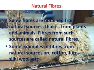 Natural Fibres:
• Some fibres are obtained from
natural sources, that is, from plants
and animals. Fibres from such
sources are called natural fibres.
• Some examples of fibres from
natural sources are cotton, Jute,
silk, wool, etc
 