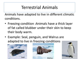 Terrestrial Animals
Animals have adapted to live in different climatic
conditions.
• Freezing condition :Animals have a th...