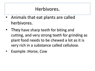Herbivores.
• Animals that eat plants are called
herbivores.
• They have sharp teeth for biting and
cutting, and very stro...