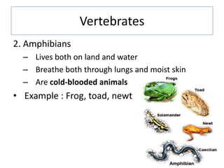 Vertebrates
2. Amphibians
– Lives both on land and water
– Breathe both through lungs and moist skin
– Are cold-blooded an...