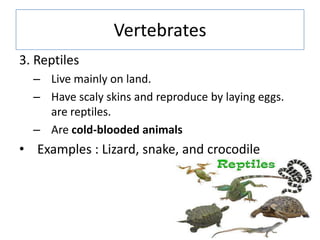 Vertebrates
3. Reptiles
– Live mainly on land.
– Have scaly skins and reproduce by laying eggs.
are reptiles.
– Are cold-b...