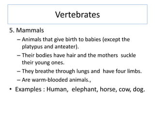 Vertebrates
5. Mammals
– Animals that give birth to babies (except the
platypus and anteater).
– Their bodies have hair an...