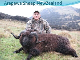 Arapawa Sheep,NewZealand
 