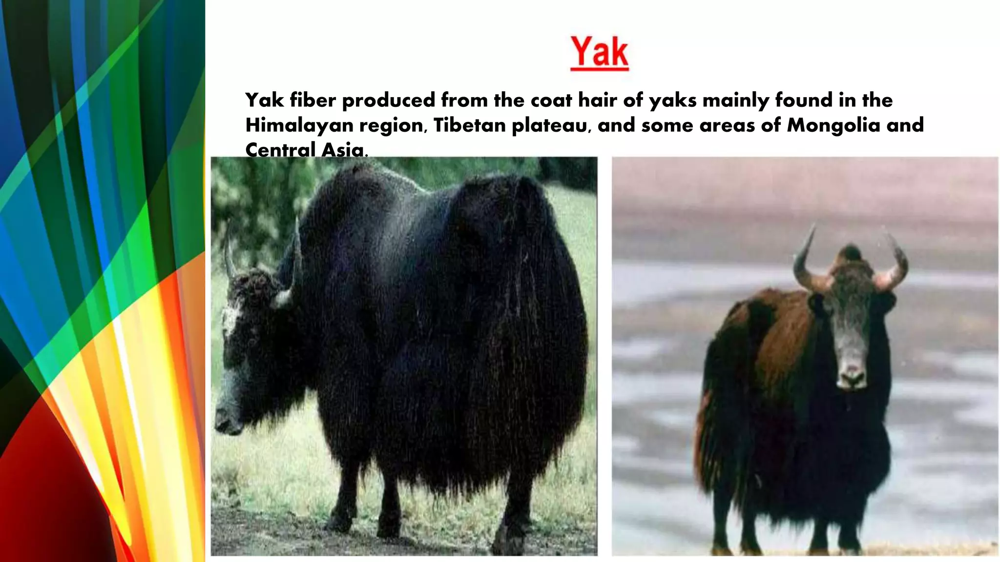 Yak fiber produced from the coat hair of yaks mainly found in the
Himalayan region, Tibetan plateau, and some areas of Mongolia and
Central Asia.
 