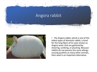 Combing Rabbit Fibre to fabric by pratham sharma vii | PPTX