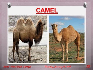 CAMEL
Thursday, January 18, 2018RAVI PRAKASH SINGH 10
 
