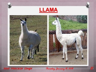 LLAMA
Thursday, January 18, 2018RAVI PRAKASH SINGH 11
 