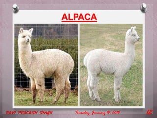 ALPACA
Thursday, January 18, 2018RAVI PRAKASH SINGH 12
 