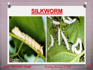 SILKWORM
Thursday, January 18, 2018RAVI PRAKASH SINGH 13
 