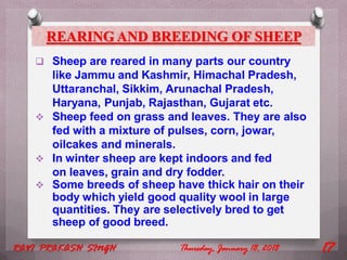 REARING AND BREEDING OF SHEEP
 Sheep are reared in many parts our country
like Jammu and Kashmir, Himachal Pradesh,
Uttaranchal, Sikkim, Arunachal Pradesh,
Haryana, Punjab, Rajasthan, Gujarat etc.
 Sheep feed on grass and leaves. They are also
fed with a mixture of pulses, corn, jowar,
oilcakes and minerals.
 In winter sheep are kept indoors and fed
on leaves, grain and dry fodder.
 Some breeds of sheep have thick hair on their
body which yield good quality wool in large
quantities. They are selectively bred to get
sheep of good breed.
Thursday, January 18, 2018RAVI PRAKASH SINGH 17
 