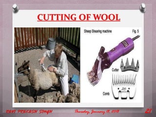 CUTTING OF WOOL
Thursday, January 18, 2018RAVI PRAKASH SINGH 21
 