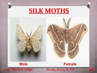 Male Female
SILK MOTHS
Thursday, January 18, 2018RAVI PRAKASH SINGH 26
 