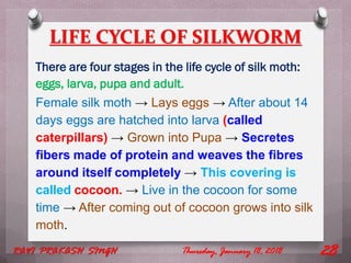 LIFE CYCLE OF SILKWORM
There are four stages in the life cycle of silk moth:
eggs, larva, pupa and adult.
Female silk moth → Lays eggs → After about 14
days eggs are hatched into larva (called
caterpillars) → Grown into Pupa → Secretes
fibers made of protein and weaves the fibres
around itself completely → This covering is
called cocoon. → Live in the cocoon for some
time → After coming out of cocoon grows into silk
moth.
Thursday, January 18, 2018RAVI PRAKASH SINGH 28
 