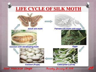 Adult silk moth
LIFE CYCLE OF SILK MOTH
Thursday, January 18, 2018RAVI PRAKASH SINGH 29
 