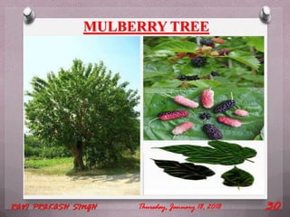 MULBERRY TREE
Thursday, January 18, 2018RAVI PRAKASH SINGH 30
 