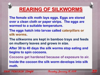 The female silk moth lays eggs. Eggs are stored
over a clean cloth or paper strips. The eggs are
warmed to a suitable temperature.
The eggs hatch into larvae called caterpillars or
silk worms.
The silkworms are kept in bamboo trays and feeds
on mulberry leaves and grows in size.
After 30 to 40 days the silk worms stop eating and
begins to spin cocoons.
Cocoons get hardened because of exposure to air.
Inside the cocoon the silk worm develops into silk
moth.
REARING OF SILKWORMS
Thursday, January 18, 2018RAVI PRAKASH SINGH 33
 