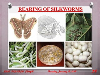 REARING OF SILKWORMS
Thursday, January 18, 2018RAVI PRAKASH SINGH 34
 