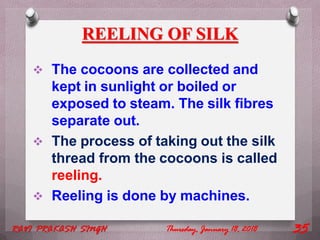 REELING OF SILK
 The cocoons are collected and
kept in sunlight or boiled or
exposed to steam. The silk fibres
separate out.
 The process of taking out the silk
thread from the cocoons is called
reeling.
 Reeling is done by machines.
Thursday, January 18, 2018RAVI PRAKASH SINGH 35
 