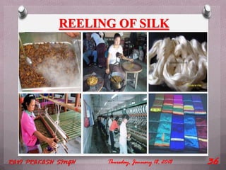 REELING OF SILK
Thursday, January 18, 2018RAVI PRAKASH SINGH 36
 