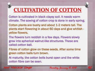 CULTIVATION OF COTTON
Cotton is cultivated in black clayey soil. It needs warm
climate. The sowing of cotton crop is done in early spring.
Cotton plants are bushy and about 1-2 meters tall. The
plants start flowering in about 60 days and give whitish -
yellow flowers.
The flowers turn reddish in a few days. Flowers slowly
grow into spherical walnut-like structures. These are
called cotton ball.
Fibres of cotton grow on these seeds. After some time
green cotton balls turn brown.
At maturity, the cotton bolls burst open and the white
cotton fibre can be seen.
Thursday, January 18, 2018RAVI PRAKASH SINGH 41
 