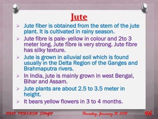 Jute
 Jute fiber is obtained from the stem of the jute
plant. It is cultivated in rainy season.
 Jute fibre is pale- yellow in colour and 2to 3
meter long. Jute fibre is very strong. Jute fibre
has silky texture.
 Jute is grown in alluvial soil which is found
usually in the Delta Region of the Ganges and
Brahmaputra rivers.
 In India, jute is mainly grown in west Bengal,
Bihar and Assam.
 Jute plants are about 2.5 to 3.5 meter in
height.
 It bears yellow flowers in 3 to 4 months.
Thursday, January 18, 2018RAVI PRAKASH SINGH 46
 