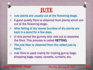 JUTE
 Jute plants are usually cut at the flowering stage.
 A good quality fibre is obtained from plants which are
cut at the flowering stage.
 After falling of dry leaves bundles of dry plants are
kept in a pond for a few days.
 In this period the gummy skin rots out to separate
the fibre. This process is called RETTING.
 The jute fiber is obtained from the retted jute by
hand.
 Jute fibre is used mainly for making gunny bags,
shopping bags, ropes, carpets, curtains, etc.
Thursday, January 18, 2018RAVI PRAKASH SINGH 47
 